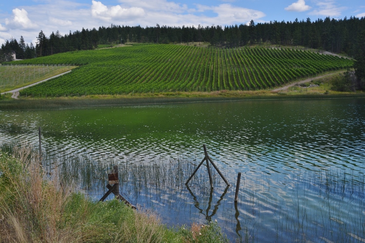 green lake and vineyard